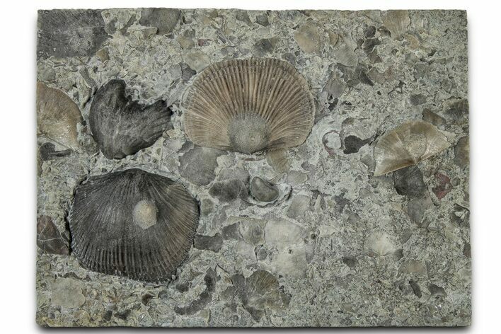 Plate of Fossil Trepostome Bryozoans on Brachiopods - Kentucky #325715